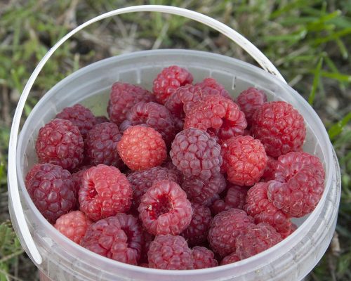 novo-maline_